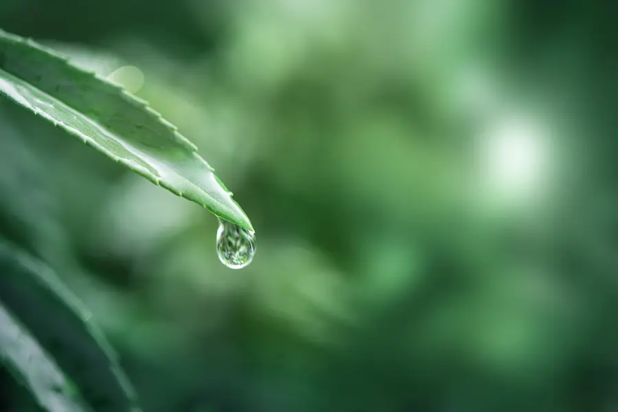 La natura è una foresta di simboli: l’acqua, principio di vita