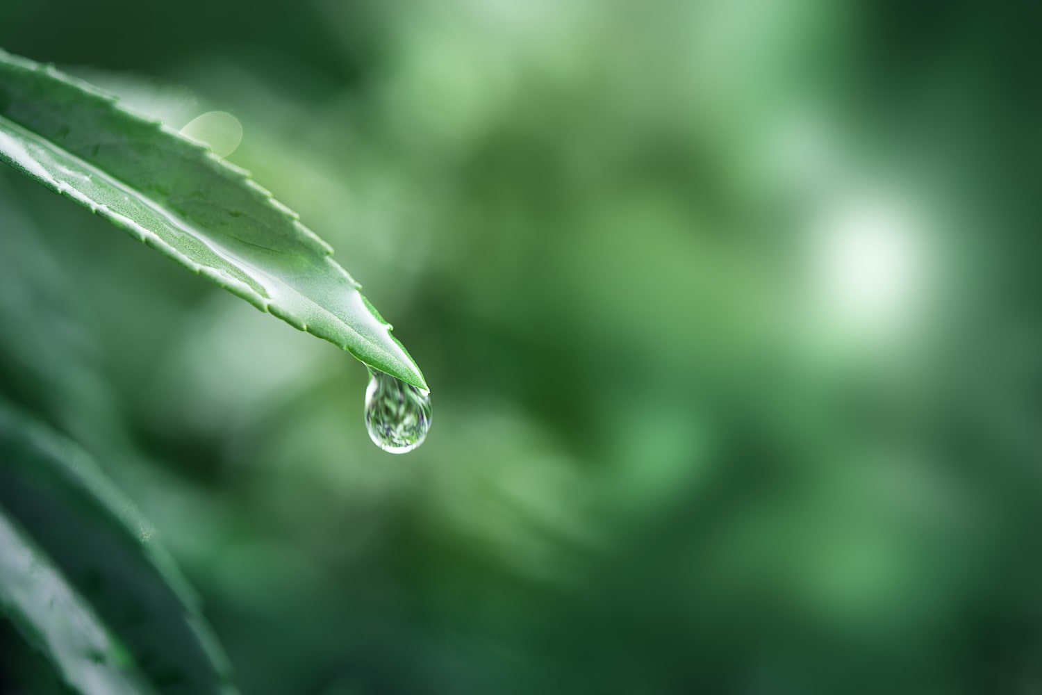 La natura è una foresta di simboli: l’acqua, principio di vita