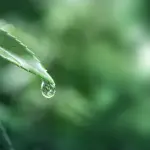 La natura è una foresta di simboli: l’acqua, principio di vita